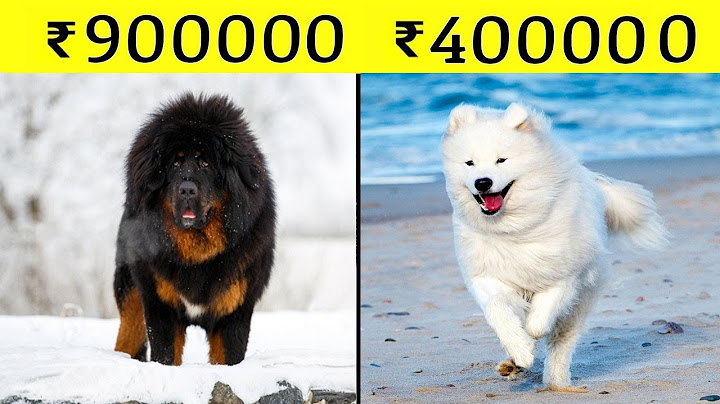10 Most Expensive Dogs in the World | दुनिया के दस सबसे महंगे डॉग्स