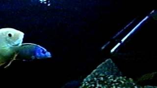 180gal frontosa tank by vik datta 106 views 15 years ago 1 minute, 1 second