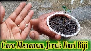 Cara Menanam Jeruk Dari biji