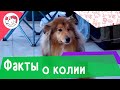 8 интересных фактов о колли