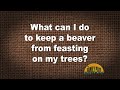 Q&amp;A – What can I do to keep a beaver from feasting on my trees?