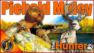 Timbergold Trails Quest for a Giant! | Piebald Mule Deer Buck! | theHunter Classic