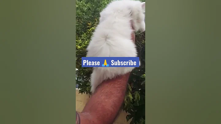 Video 2510021: persian cat, pet breeds, breed cutest, dog breed