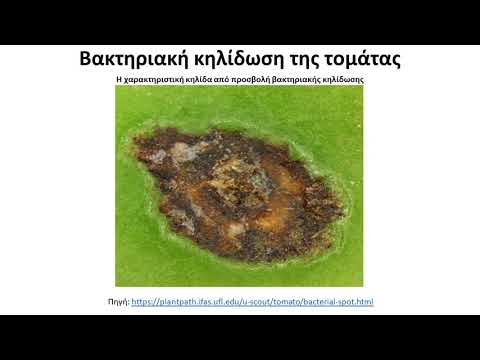 Βακτηριακή Κηλίδωση Της