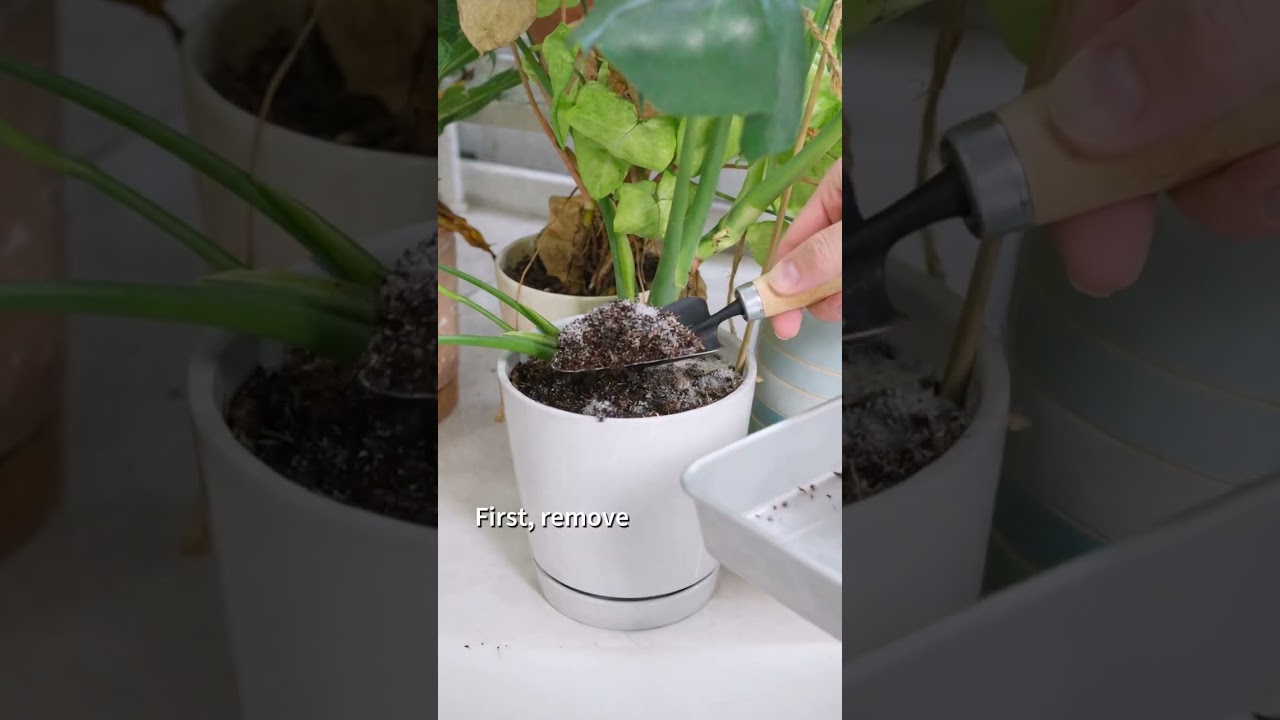 How to Get Rid of Soil Fungus Fast #soil #fungusgnats #houseplants  #shorts - YouTube