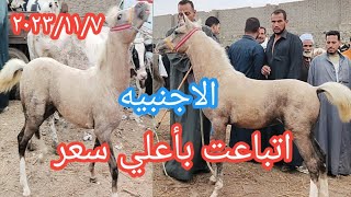 اسعار الخيل والمهر والحمير اليوم ١١/٧ وبيع اجمل مهره بشعره اجنبيه جننت السوق كله بسوق الزقازيق