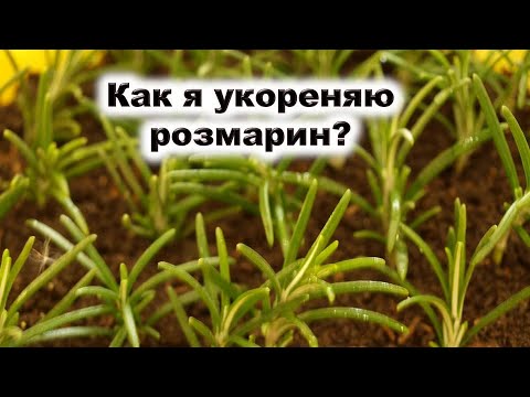 Video: Yumşaq və sərt ağac şlamlarının köklənməsi