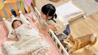 赤ちゃん泣くと揃って駆けつけてくれるお姉ちゃんと兄柴犬が頼もしい