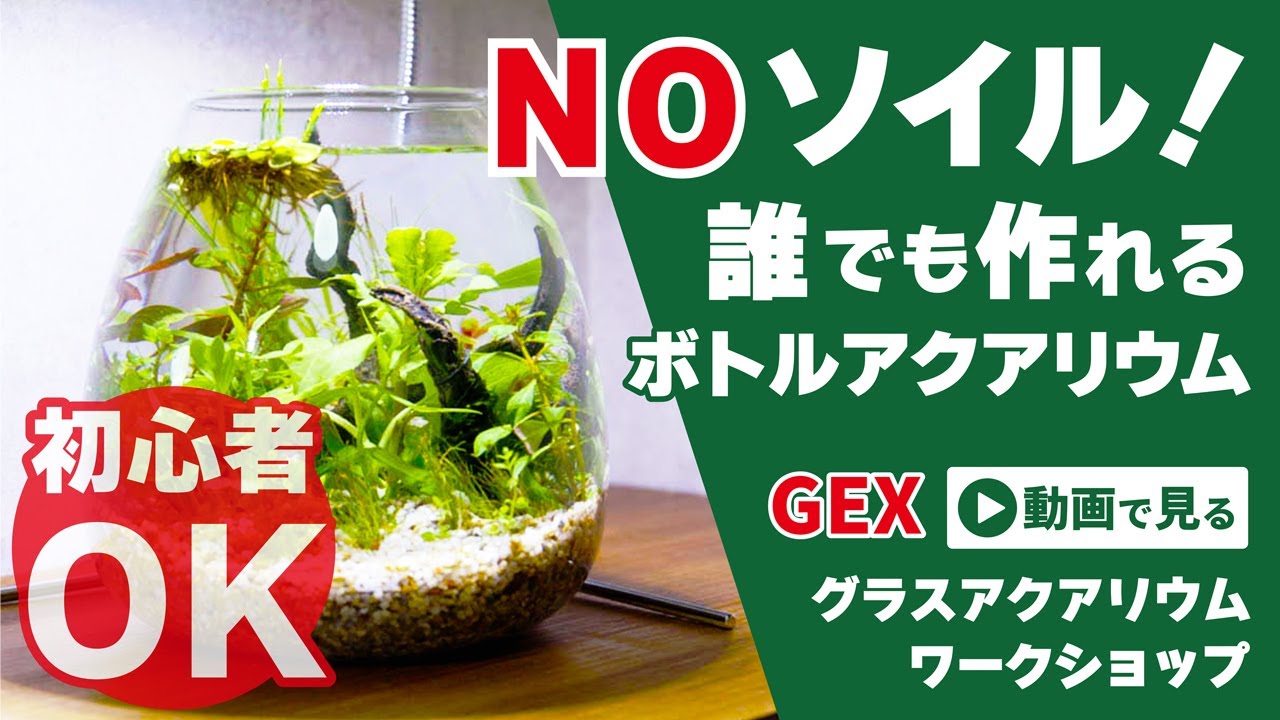 【アクアリウム】ソイルを使わない？初心者にもオススメなボトルアクアリウムの作り方！GEXグラスアクアリウムワークショップに参加してみた！ #アクアリウム #ボトルアクアリウム