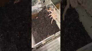 Ornithoctoninae Hon-Sej Accoppiamento Delle Mie Hon-Sej Migale Fossoria Del Vietnam Rara E Costosa