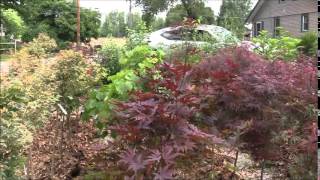 Japanese Maple Trees and Backyard Nursery Tips-Mondays With Mike June 30, 2014