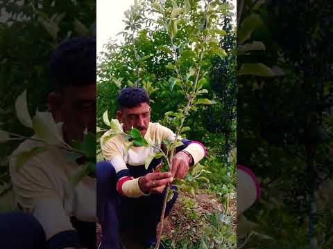 #M9 #Roots #stock #plant #Branch #bending #variety #Granny #Smith