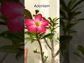 #nature #flowers #gardeningflowers #plants #ytshorts #gardeningflowers