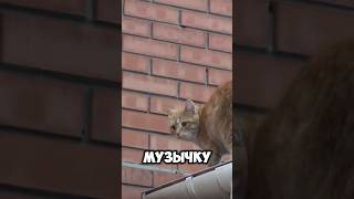 ПРИКОЛЮЧЕНИЯ КОТА #loudsound