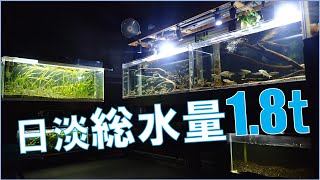 日本淡水魚水槽×を紹介します