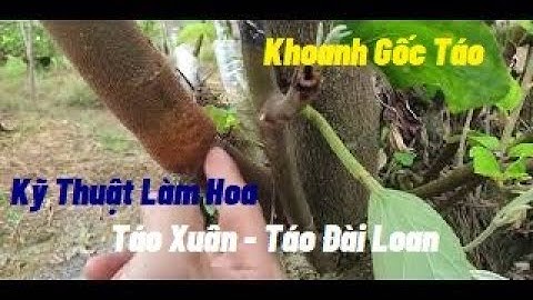 Quy Trình Làm Hoa Táo Các Bác Mong Chờ I Núi Đồi Lục Ngạn
