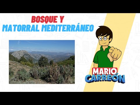 Video: ¿Qué es un bioma de bosque de matorrales?