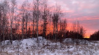 Поездка в лесную избу. Промысловая охота на соболя, белку капканами.