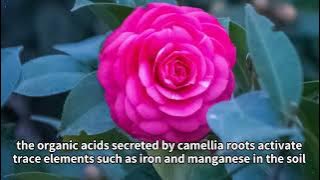 Camellia：Nature's Winter Poetry and Scientific Secrets#plants