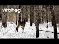 Deer Family Plays Until Fox Interrupts || ViralHog