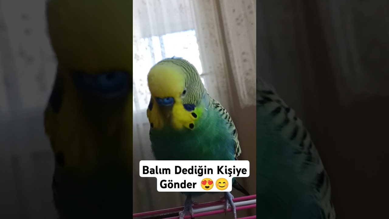 Balına Gönder 🤣 #muhabbetkuşu #birds #muhabbetkuslari #muhabbetkuşufıstık #kuslar #parrot #budgey