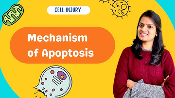 Apoptosis- Mechanism and pathways of apoptosis - part 2
