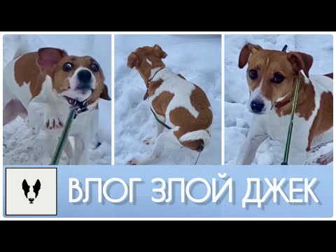 Видео: ВЛОГ | Гуляем с Джеком