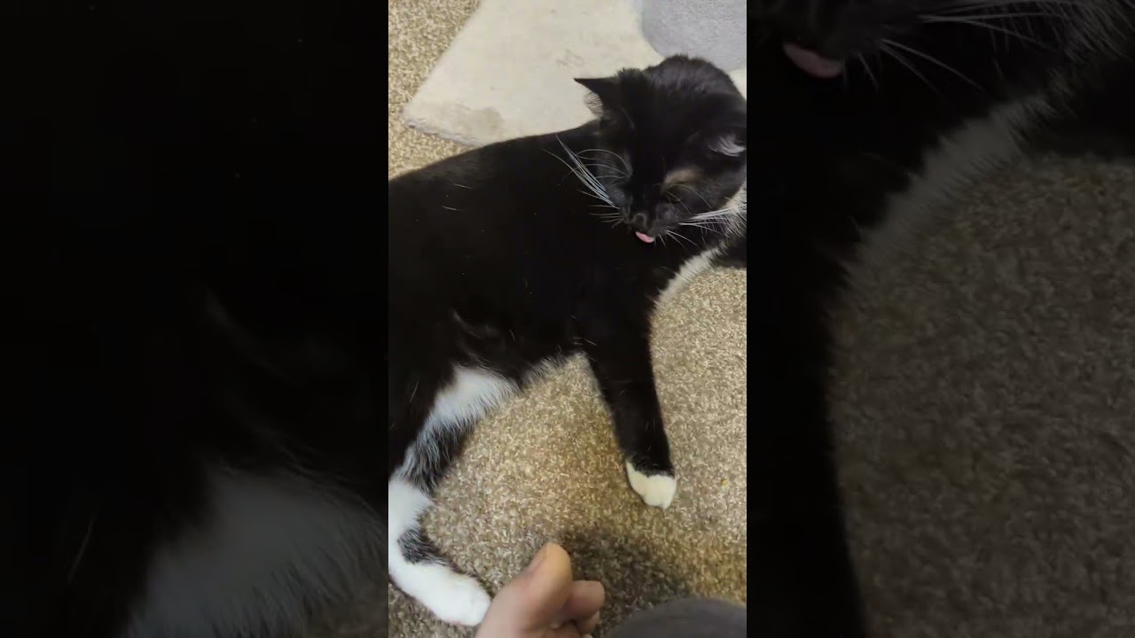 #tiktokshopcreatorpicks #cattok #cats