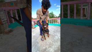 Julie's reaction to Julie's owner being chosen #viral #dog #trending #rottweiler #vlog
