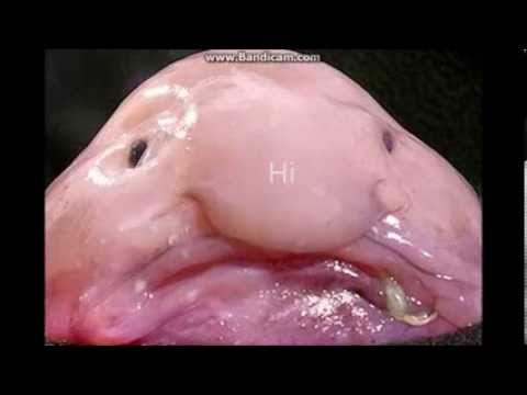 Blobfish c: - YouTube