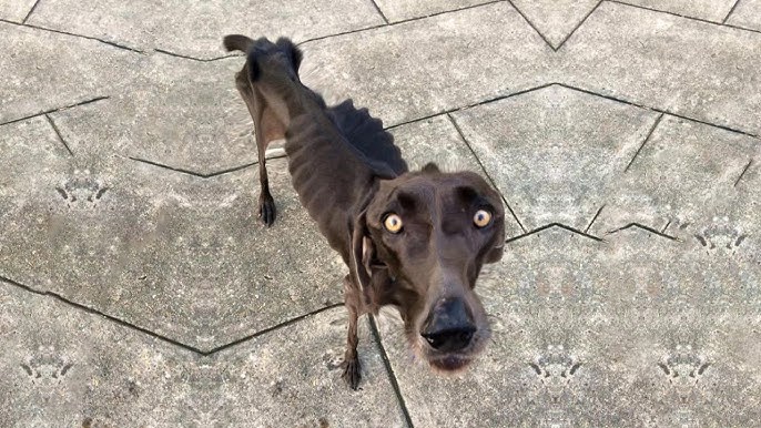 Starving dog wandering on the street eat rocks and twigs, how he survived  is a miracle! 💔