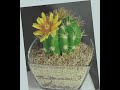 Эхинокактус из холодного фарфора (Echinocactus)