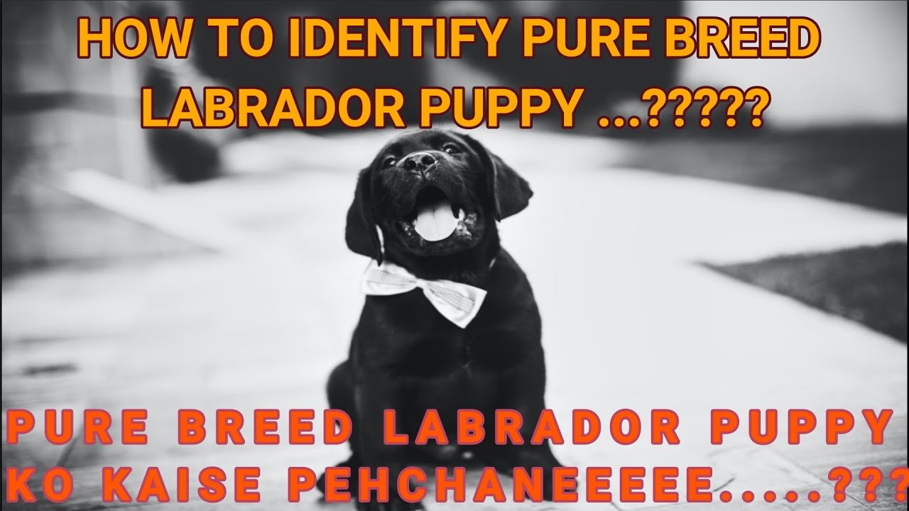 HOW TO IDENTIFY PURE BREED LABRADOR PUPPY II KAISE JAANE KI AAPKA LAB