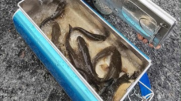 Câu lure cá lóc mùa nước nổi 2025 tập 6: lần đầu tiên đi câu ở VQG Tràm Chim, may mắn lại đến 