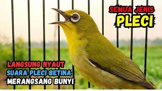 Pleci Betina Birahi Memanggil Jantan, Pleci Jantan Langsung Gacor