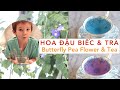 Trồng hoa đậu biếc ở Mỹ. Trà thảo dược màu thực phẩm tự nhiên (Butterfly Pea natural food coloring)