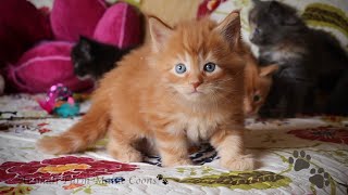 Maine Coon Queen Annie And Her Precious Crew!