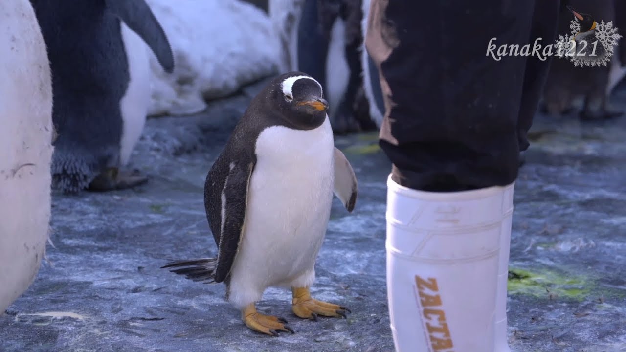 ペンギン 旭山動物園 お散歩に行かないジェンツーペンギン37番 - YouTube