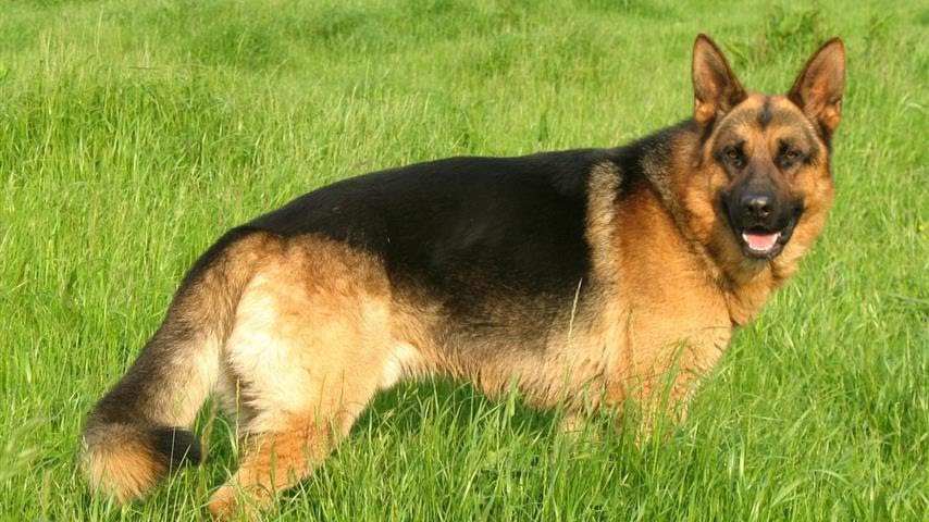 Polémique Autour Dun élevage à Blaton Une Usine à Chiens