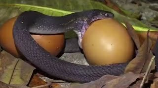 SNAKE🐍 SWALLOWS AN EGG | 👍ANIMALS