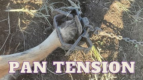 How To Set Pan Tension On Dogless Traps (The Easy Way)