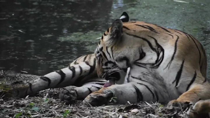 Tigers found resting after killing wild boar #TigerConservation #SaveOurTigers