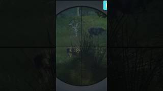 Baba domuz boynuna tek kurşun yavruları fena kaçtı #keşfet #thehunter #hunter