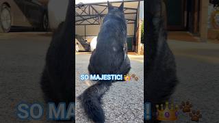 Majestic Posture: Leo the German Shepherd Sitting Proudly! 🐕✨👑