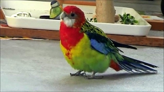 A day in the life of my well behaved Eastern Rosella.
