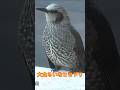 大食らいな野鳥ヒヨドリ アジサイの新芽はご遠慮ください#Shorts