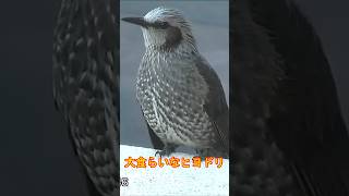 大食らいな野鳥ヒヨドリ アジサイの新芽はご遠慮ください#Shorts