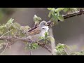 Common Whitethroat Common Whitethroat