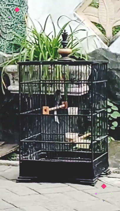 SRIGUNTING ABU ABU GACOR