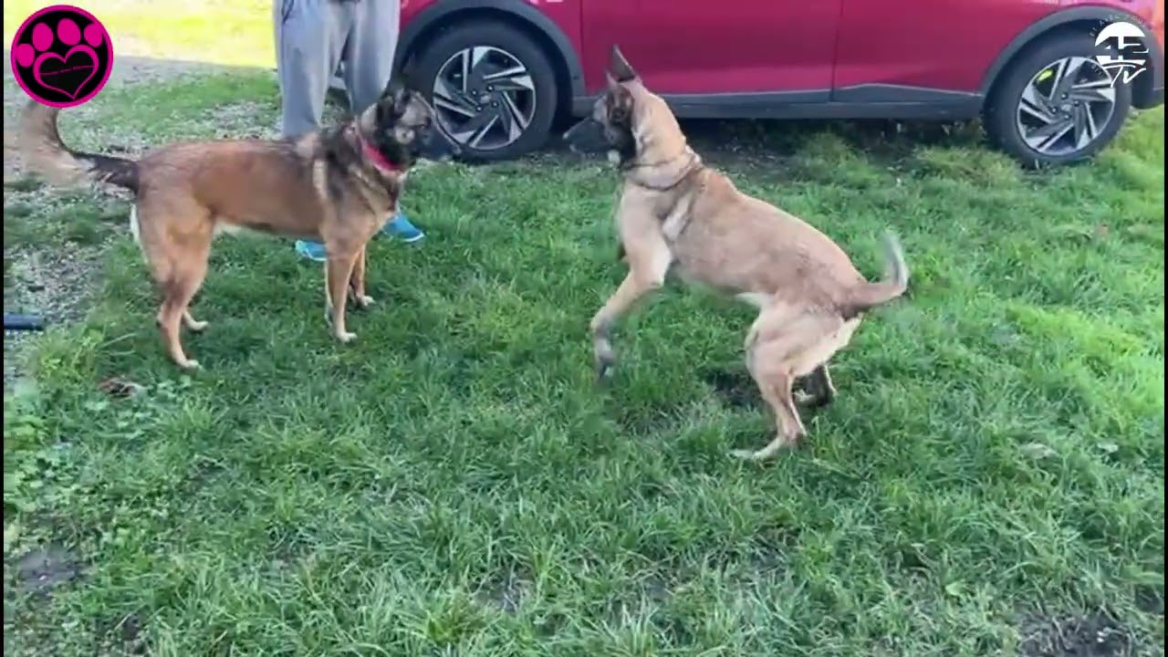 ⁣𝟰𝟮𝗧𝗩 Cœur sur pattes- Adoption | Bella, une malinoise au grand cœur en quête d’une famille